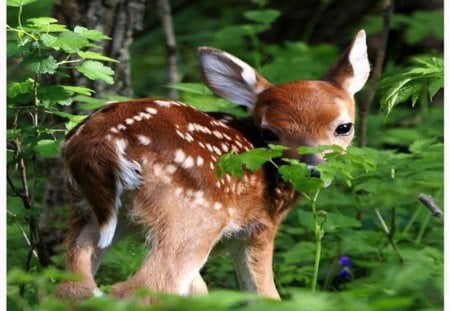 Little one - baby, forest, spotted, fawn, deer