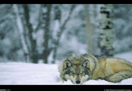 Wolf in winter forest Minnesota USA national park - minnesota, wolf, winter, park