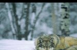 Wolf in winter forest Minnesota USA national park