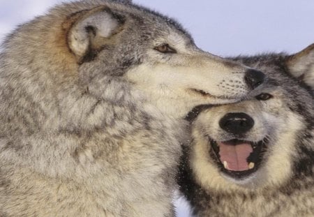 Playful wolves pair - Pair, Love, Playful, Wolves