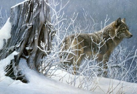 A Snowy wolf in the Snow - wolf, cute, snow, cold