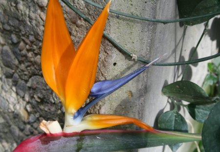 photos day at Edmonton garden 23 - bird of paradise, white, Flowers, blue, garden, green, photography, orange