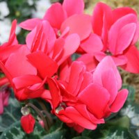 Red Cyclamen flowers at the garden