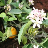 Yellow Lemon trees flowers