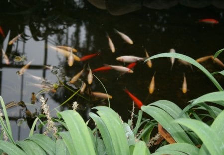 Fish ponds at the garden - pond, garden, green, photography, Fish, leaves