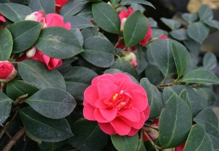 photos day at Edmonton garden 38 - red, camellias, photography, green, leaves, flowers