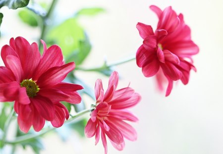 Pink Gerbera - flower, pink, fushia, beautiful, flowers, gerbera, daisy