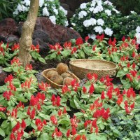 Pomegranate flowers at the garden