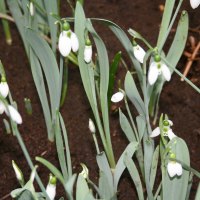 photos day at Edmonton garden 50 with snowdrop flowers