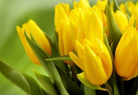 *** Yellow tulips *** - nature, yellow, tulips, flowers, flower