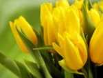 *** Yellow tulips ***