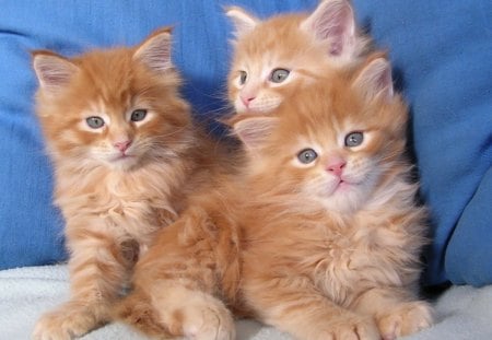 THREE LITTLE KITTENS - THREE, CUTE, ADORABLE, KITTENS