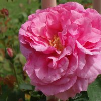 Beautiful pink rose