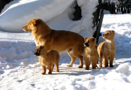 *** Dog family *** - animal, dogs, dog, animals, family