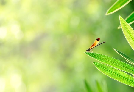 *** Dragonfly *** - animal, animals, bugs, dragonfly