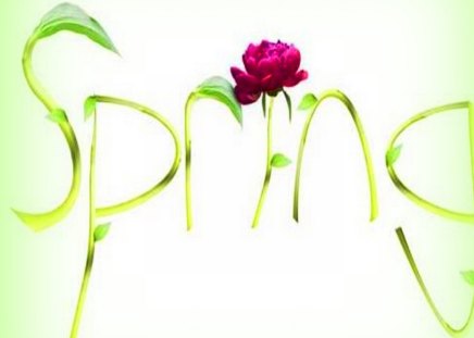 March 20 - pink, green, rose, spring, flower