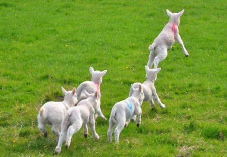 Spring fever - white, field, lambs, green grass