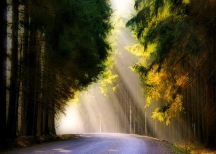 Rays of spring - forest, trees, rays, sunshine