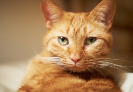 ***Beautiful  ginger cat *** - cats, animal, animals, cat, ginger