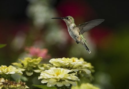 *** Hummingbird *** - hummingbird, animal, animals, birds