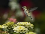 *** Hummingbird ***