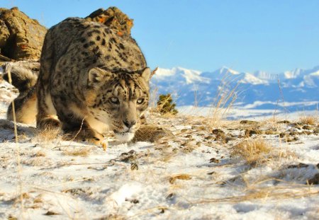 On the  hunt - snow leopard, cat, snow, mountains, hunter