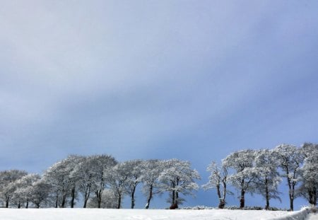 winter - frozen, tree, winter, snow