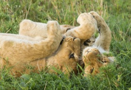 Lioness-lion cub - fun, lion cub, grass, Lioness