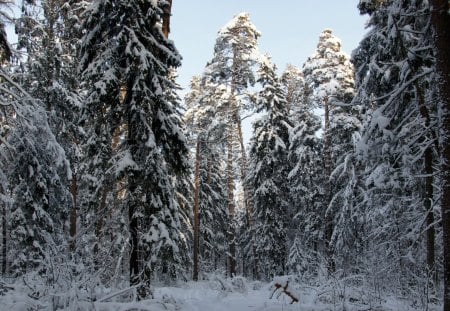 Winter-forest - winter, sky, forest, snow