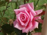 pink rose