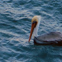 Pelican