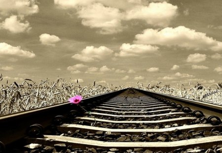 single flower - alone, white, flower, heaven, pink, lane, clouds, track