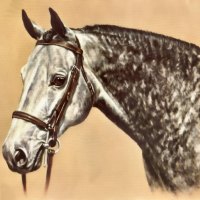 Dappled Grey - Horse F2