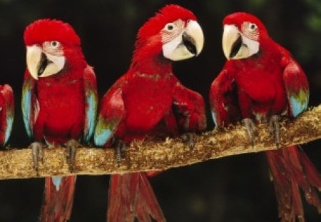 Parrots - red, fly, animal, bird, parrots