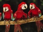 Parrots