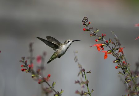 Hummingbirds and Flowers - bird, branch, flower, wings