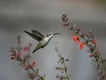 Hummingbirds and Flowers