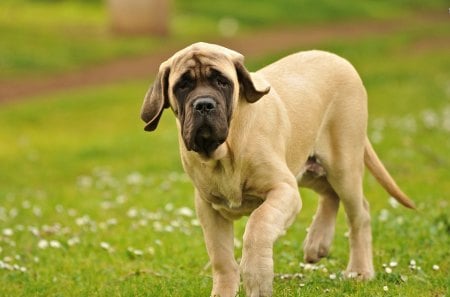 The English Mastiff - lawn, dog, big, animal, pet, english mastiff, large