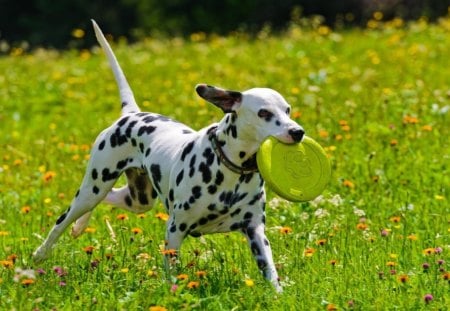 dalmata - dogs, dalmata, play, grass