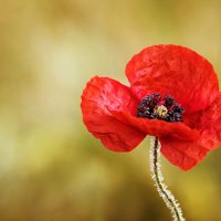Poppy