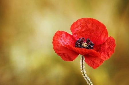 Poppy - pretty, bokeh, poppy, poppies, beautiful, photography, beauty, lovely, flowers, nature, red