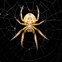 Big spider in a web