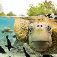 Green sea turtle