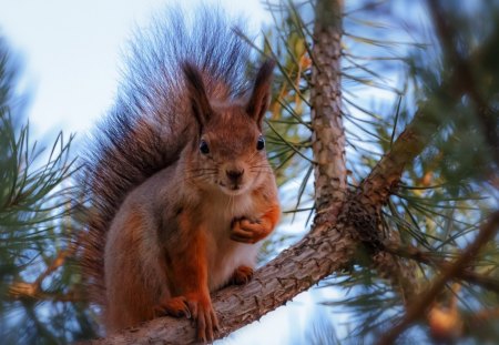 Squirrel on Tree - rodent, nature, nuts, wildlife