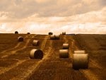 haymaking