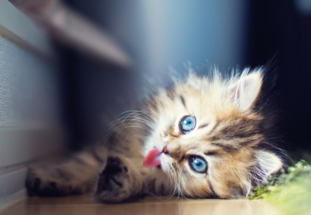 Cute Kitty - pretty, cat face, cat eyes, photography, eyes, paws, sweet, cat, kitten, cute, cats, adorable, face, animals, kitty, blue eyes