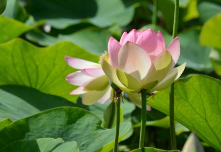 Lotos Flower - pond, bloom, water, leaves, nature