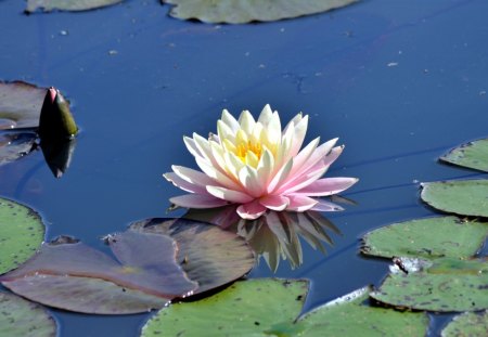 Waterlily - leaves, pond, bloom, water