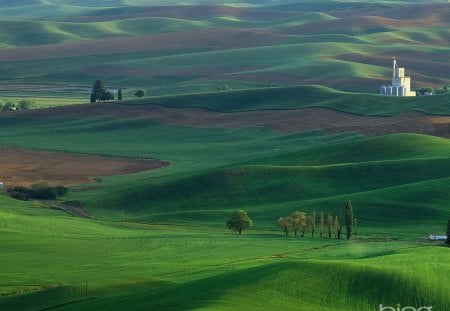 field - field, fun, trees, nature