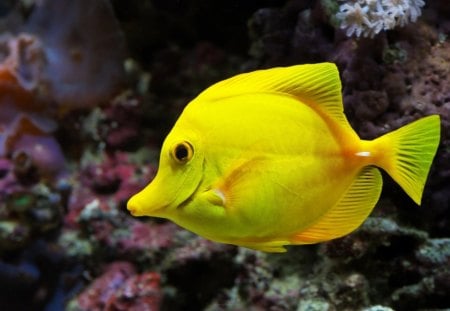 Exotic fish - animal, water, fish, coral, yellow, sea, ocean, exotic